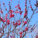 春日神社の紅梅