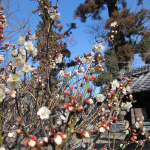 春日神社の白梅