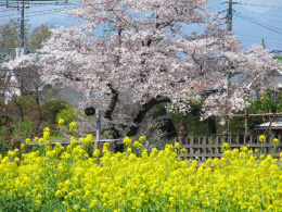 菜の花と桜画像