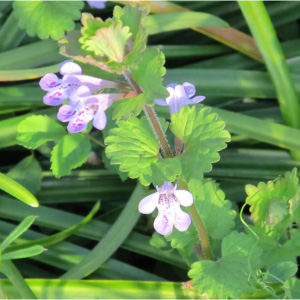 カキドオシの花