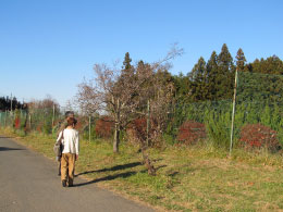 寒桜を愛でながら談笑