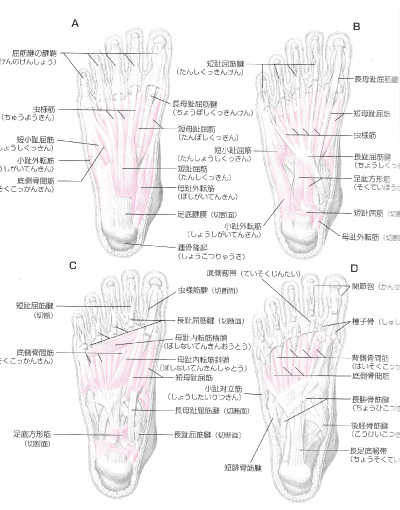 足底部の４つの筋腱層画像